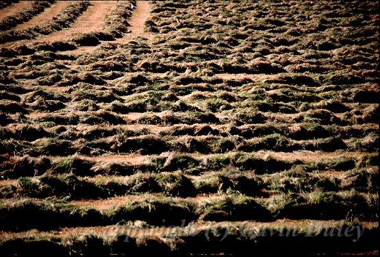 Cut Grass Drying in a Field, Tal-y-Llyn, Gwynedd, Wales.jpg